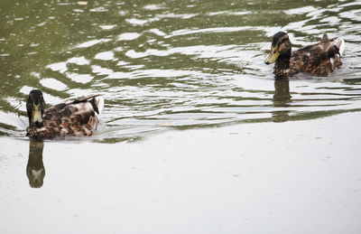 Ducks swimming on lake