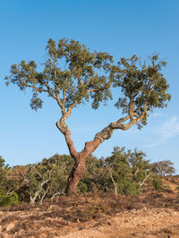 Tree on field against clear sky