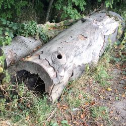 High angle view of tree trunk on field