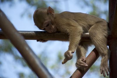 Close-up of monkey on tree