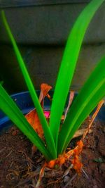 High angle view of flowering plant on field