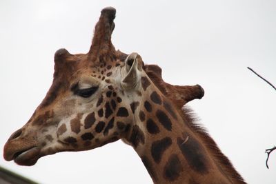 Low angle view of giraffe against clear sky