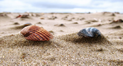 Close-up of seashell on beach