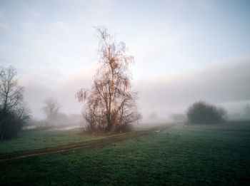 Trees on field against sky