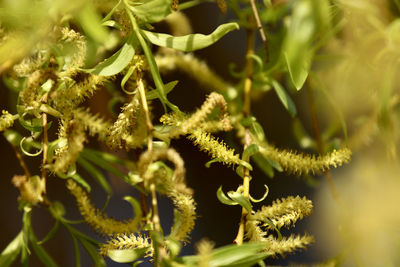 Close-up of flowering plant