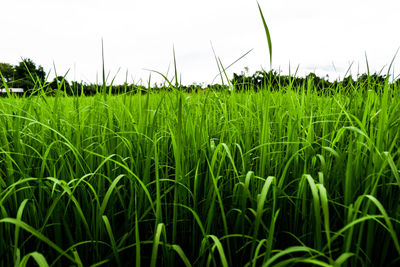 Crops growing on field against sky