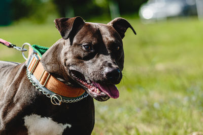 Staffordshire bull terrier running fast and chasing lure across green field at dog racing competion