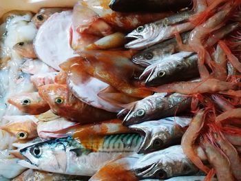 Various types of fresh fish