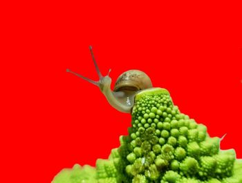 Close-up of bananas against red background