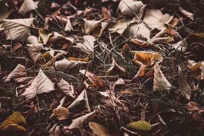 Close-up of dry leaves on field