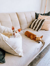 Close-up of dogs on sofa at home