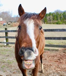 Portrait of horse standing in field