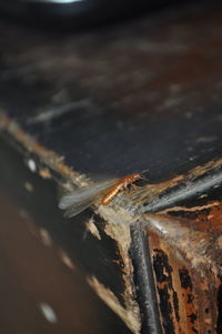 Close-up of insect on wood