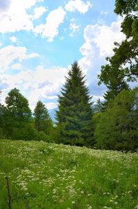 Trees growing on field against sky