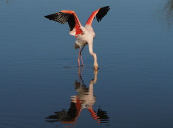 Bird flying over lake