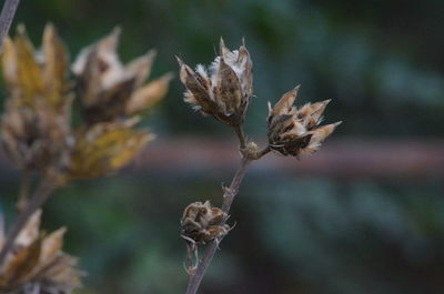 Close-up of plant