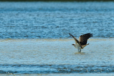 Asprey flying over sea