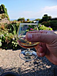 Close-up of hand holding wineglass against plants