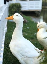 Close-up of swan perching
