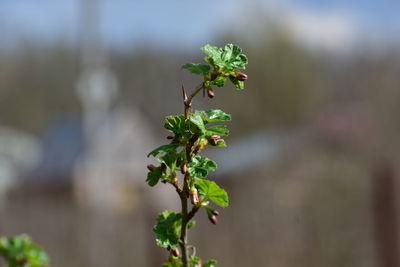Close-up of flowering plant