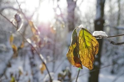 Close-up of dry leaves on tree during winter