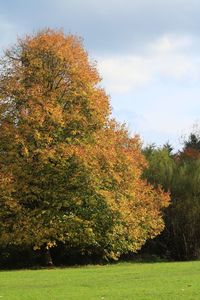 Trees against sky during autumn