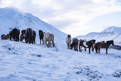 Foals standing on snow covered land against sky