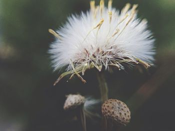 Close-up of dandelion