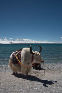 View of a horse on the beach