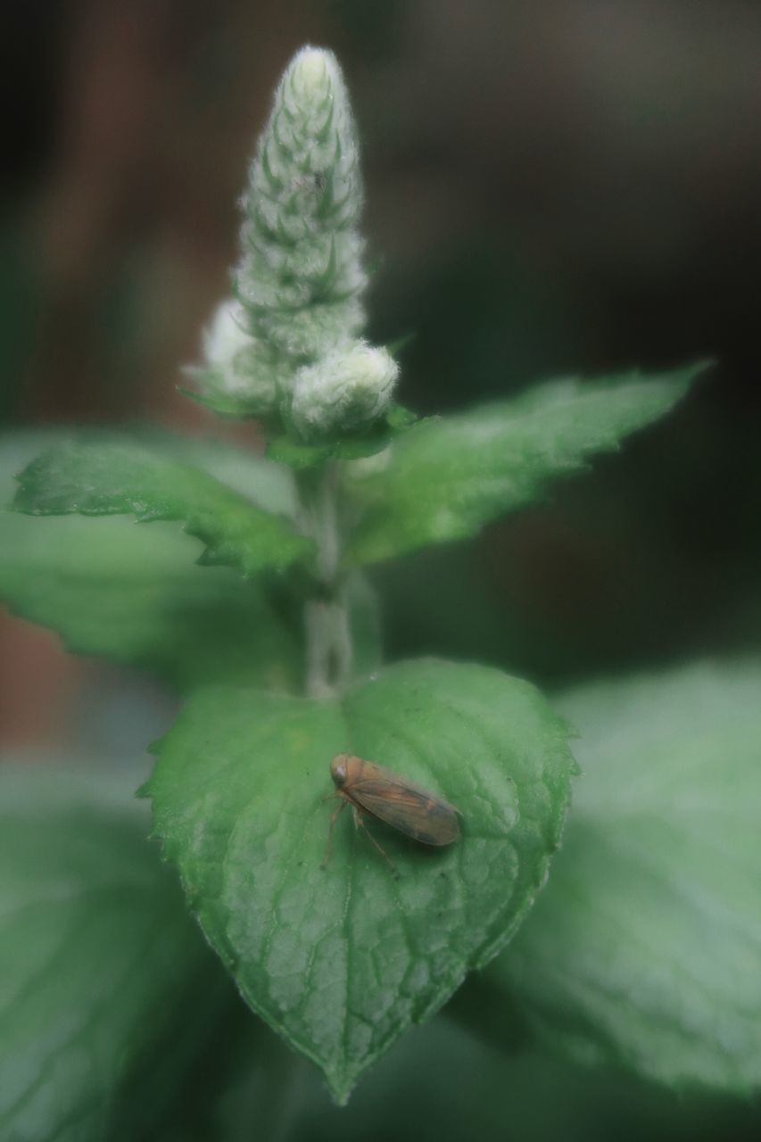 CLOSE-UP OF GREEN LEAF ON FLOWER BUD