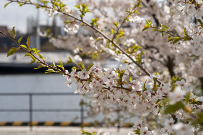 Close-up of cherry blossoms in spring