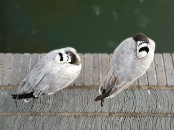 Close-up of birds flying