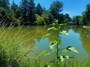 Scenic view of lake against sky