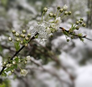 Close-up of plant on tree