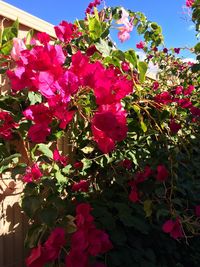 Close-up of pink flowers