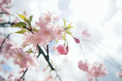 Close-up of pink flowers on branch