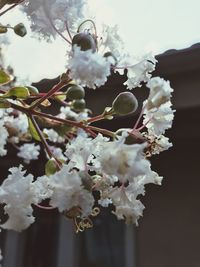 Close-up of white flowers on tree