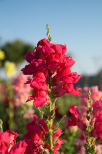 Close-up of pink flowers