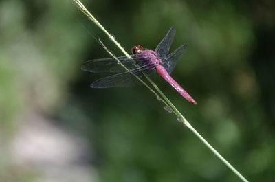 Close-up of insect on leaf