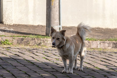 Dog standing on footpath looking at câmera