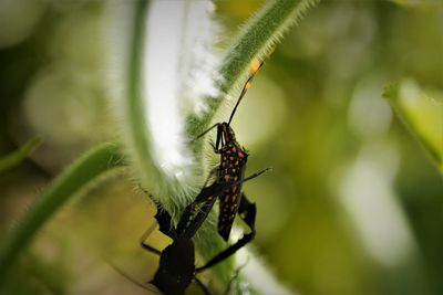 Close-up of leaf footed bug on host plant