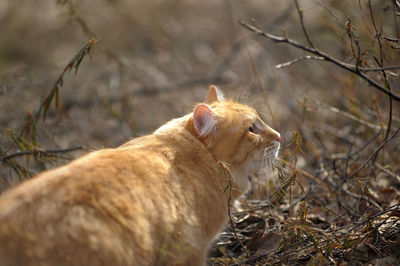 View of an animal on field