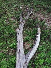 View of trees in forest