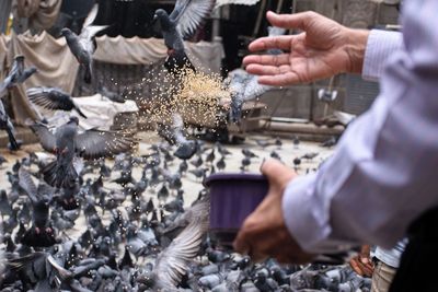Midsection of man feeding birds