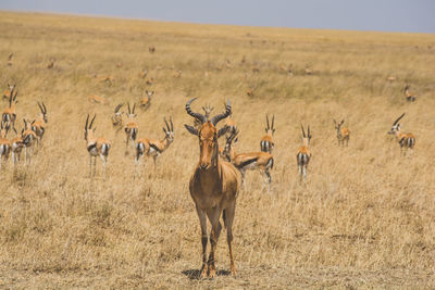 Flock of sheep on field
