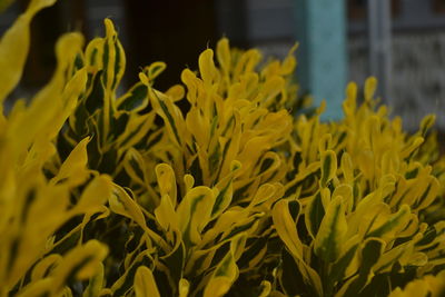 Close-up of yellow flowering plant on field