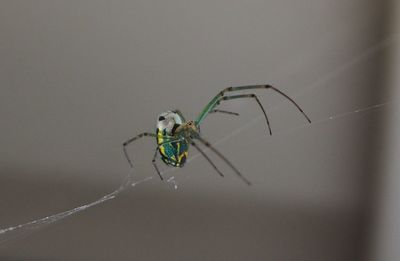Close-up of spider