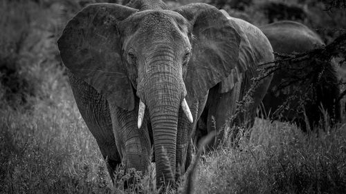 View of elephant on field