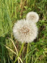 Close-up of dandelion