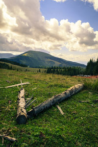 Scenic view of field against sky